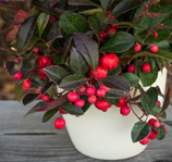 Gaultheria kopie